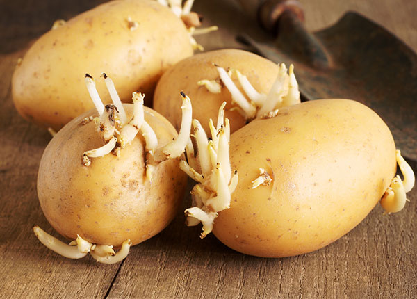 Khoai tây mọc mầm có gây hại cho sức khỏe không?