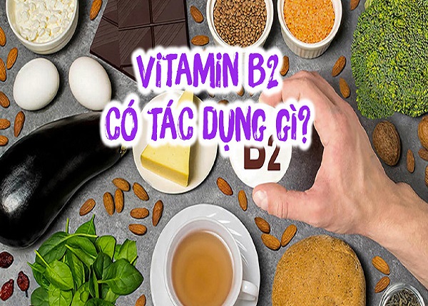 Vitamin B2 có tác dụng đối với như thế nào đối với cơ thể?