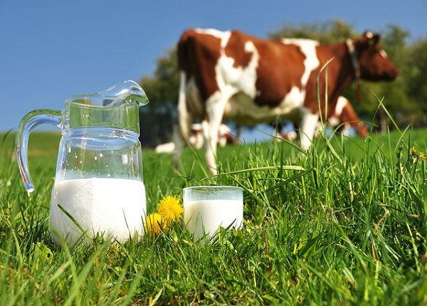 Uống sữa tươi chưa tiệt trùng có nguy cơ cao nhiễm các loại vi khuẩn có hại