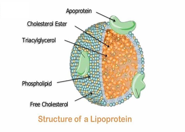Hình. Cấu trúc của hạt lipoprotein